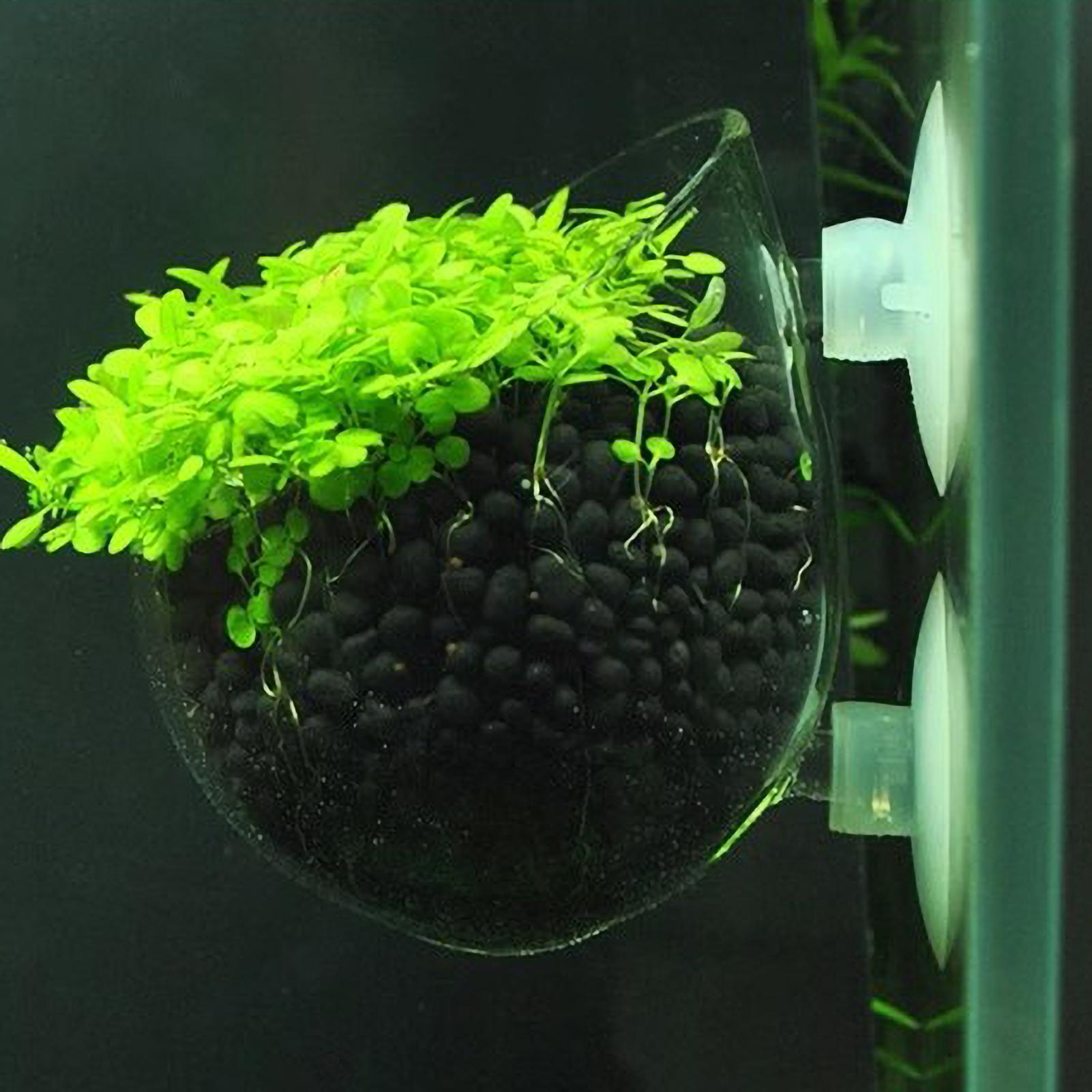 Aquarium Plant Holder Glass Aq - Marine Aquarium Live review and price