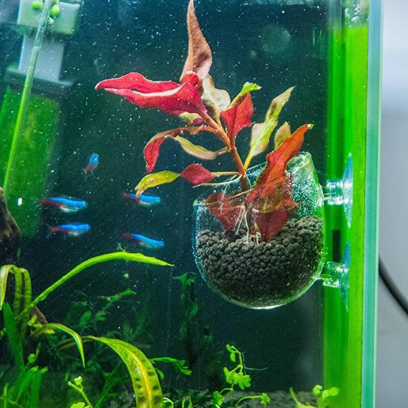 Aquarium Plant Holder Glass Aq - Marine Aquarium Live review and price