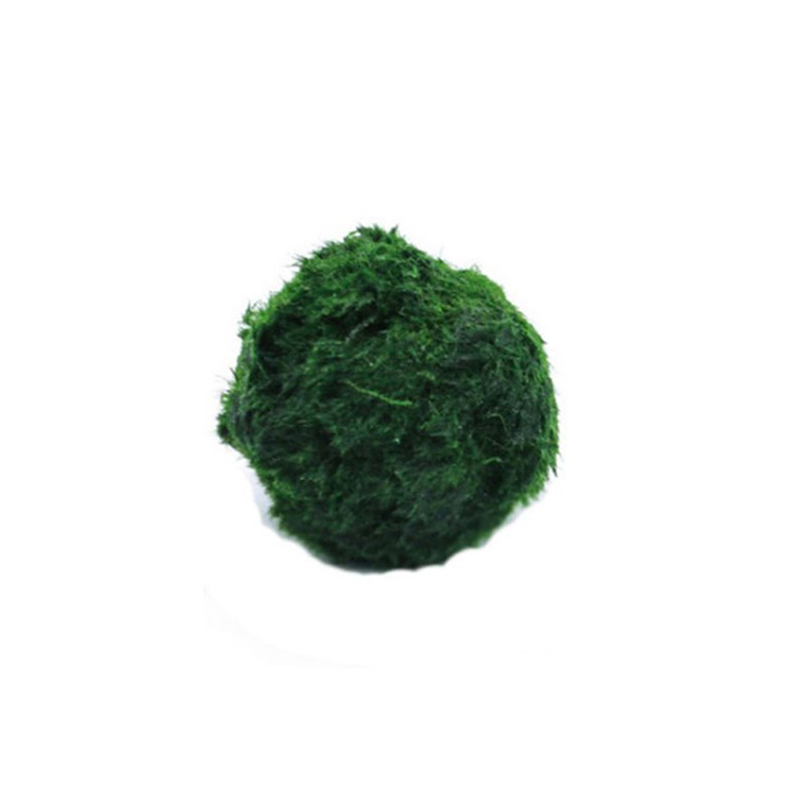 Marimo Moss Balls Live Aquariu - Marine Aquarium Live review and price